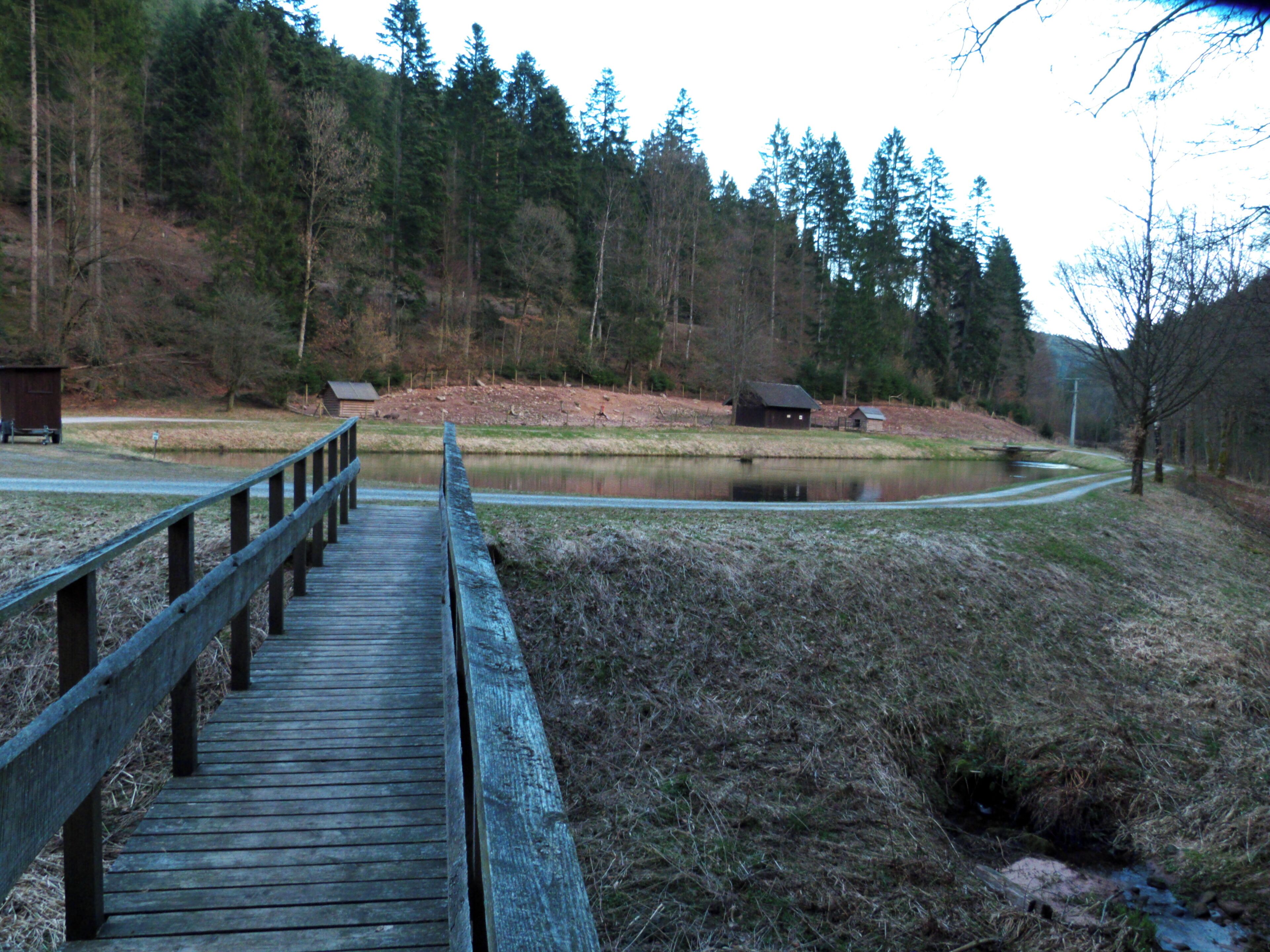 A wooden boardwalk leading to a pond surrounded by trees.