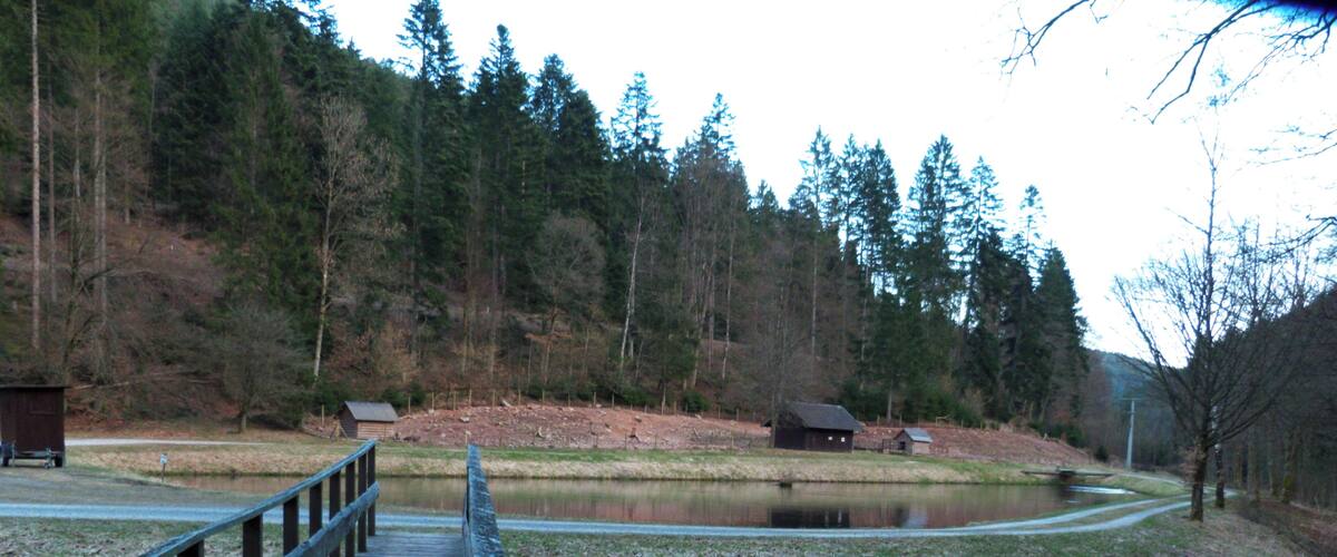 A wooden boardwalk leading to a pond surrounded by trees.