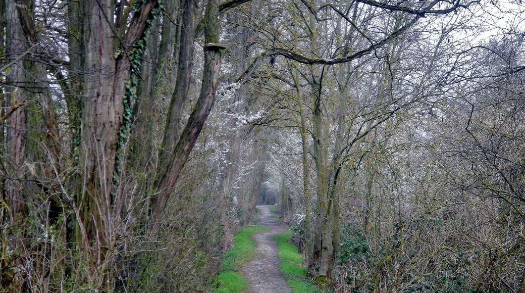 Beim 366 km langen Neckartalradweg: Wanderweg am Salinenkanal