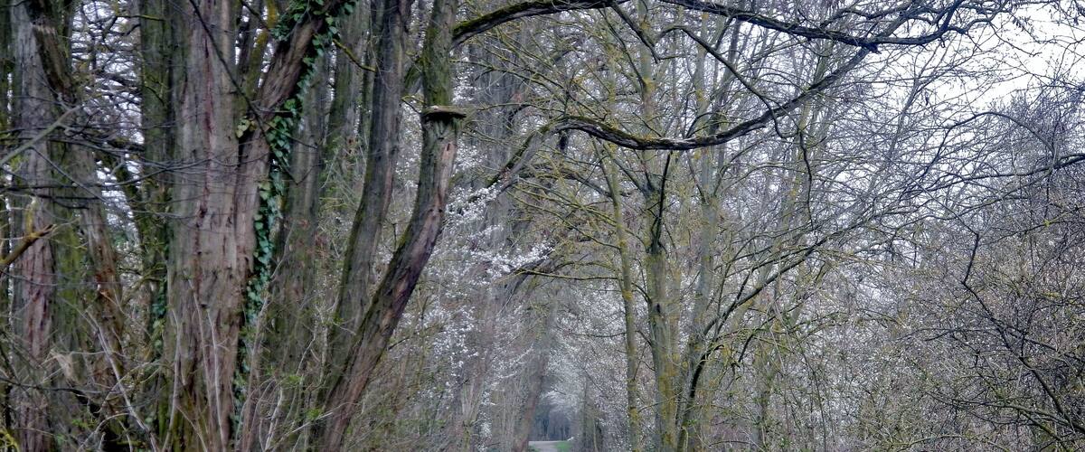 A narrow forest path surrounded by tall trees and dense underbrush.
