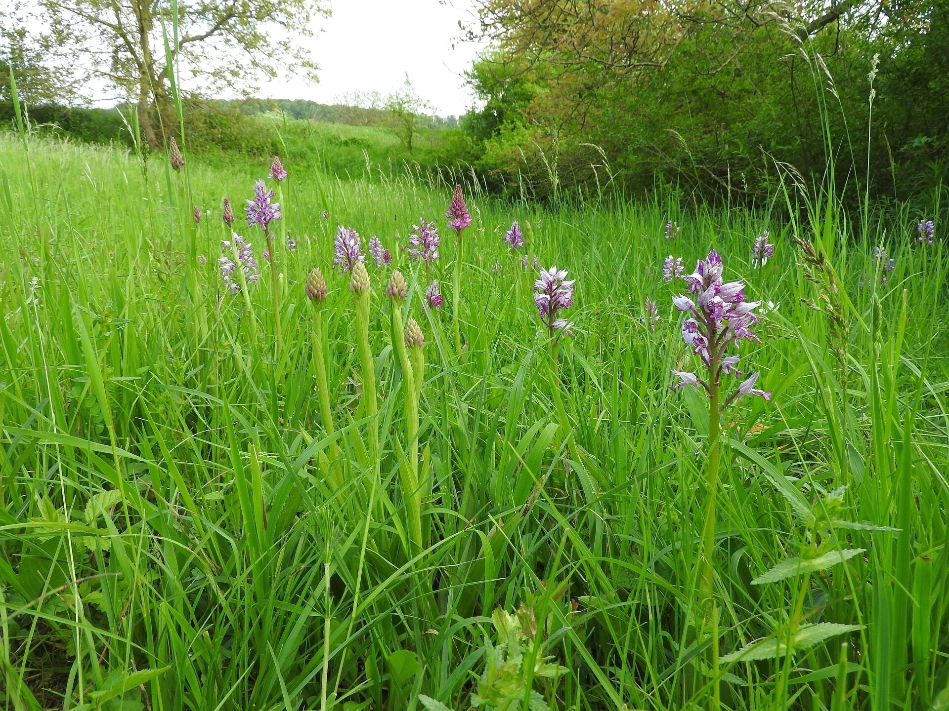 Pyramiden-Hundswurz (Anacamptis pyramidalis), Zeutern, Naturschutzgebiet Beim Roten Kreuz, 14.05.2016
