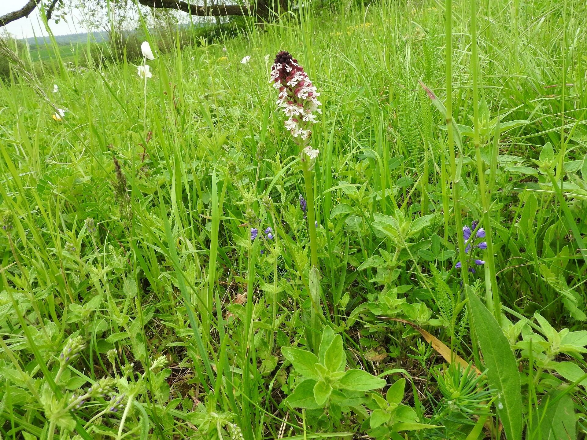 Brand-Knabenkraut (Neotinea ustulata), Zeutern, NSG Beim Roten Kreuz, 14.05.2016
