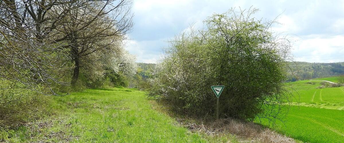 A rural landscape with a winding road, green fields, and a triangular warning sign.