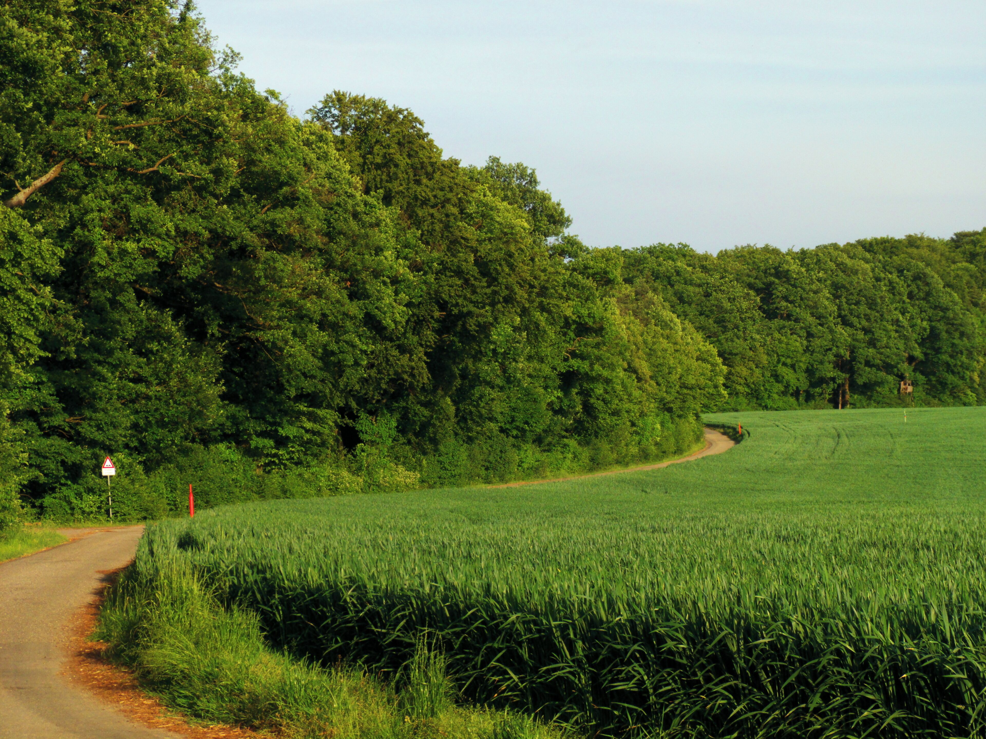 A rural road curving through a lush green field with dense trees on one side.