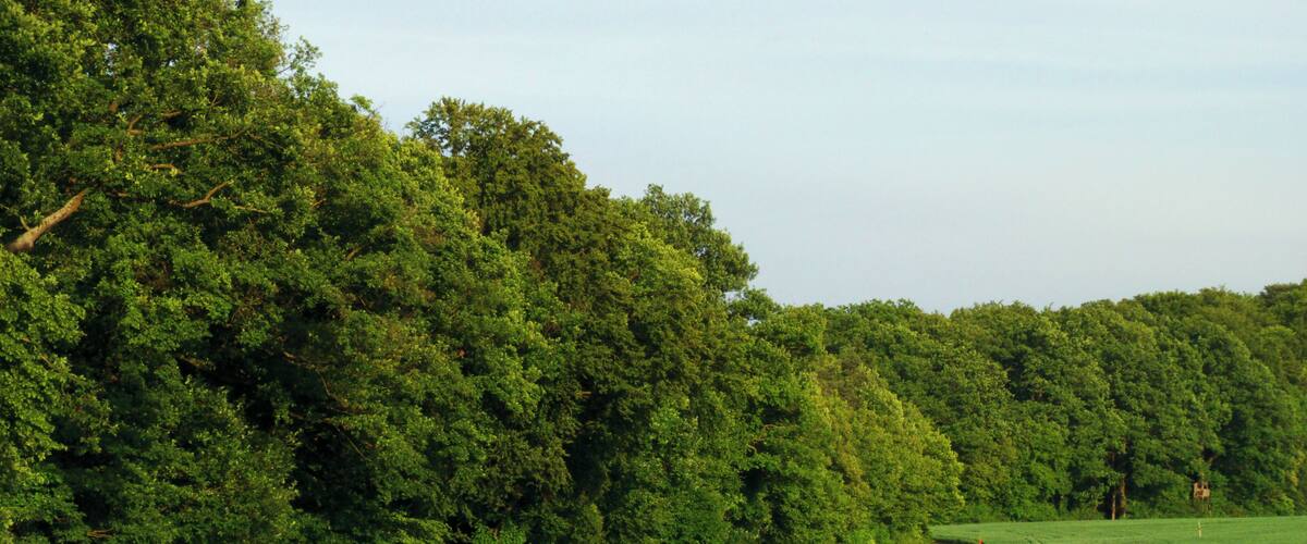 A rural road curving through a lush green field with dense trees on one side.