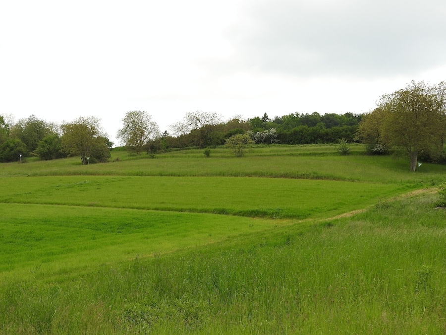 A green field with a dirt path and trees in the background.