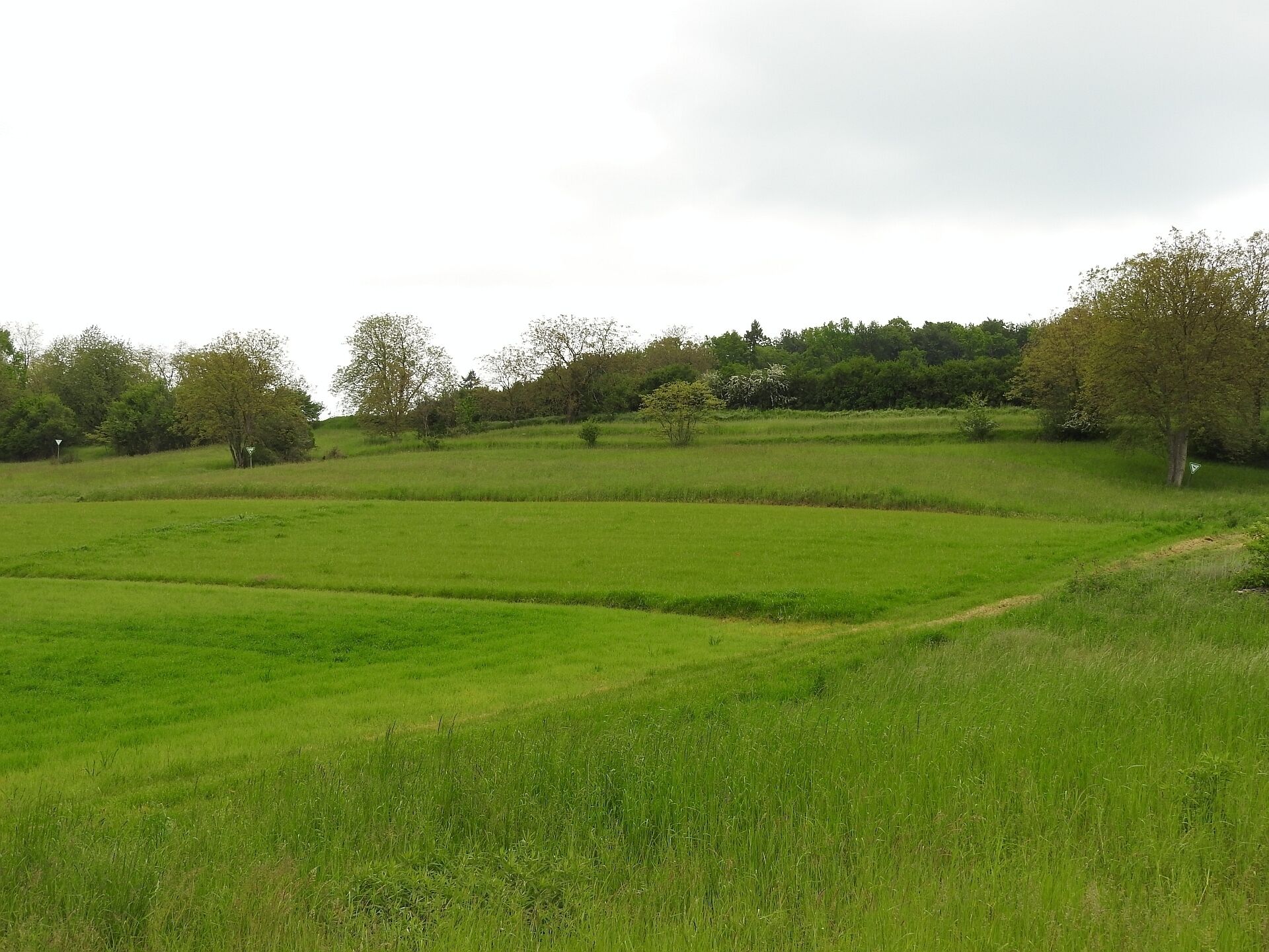 A green field with a dirt path and trees in the background.