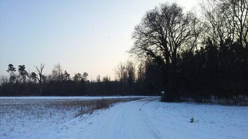 Hardtwald zwischen Graben-Neudorf und Stutensee