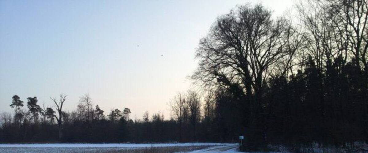 A snow-covered rural road with a forest on one side and open fields on the other.