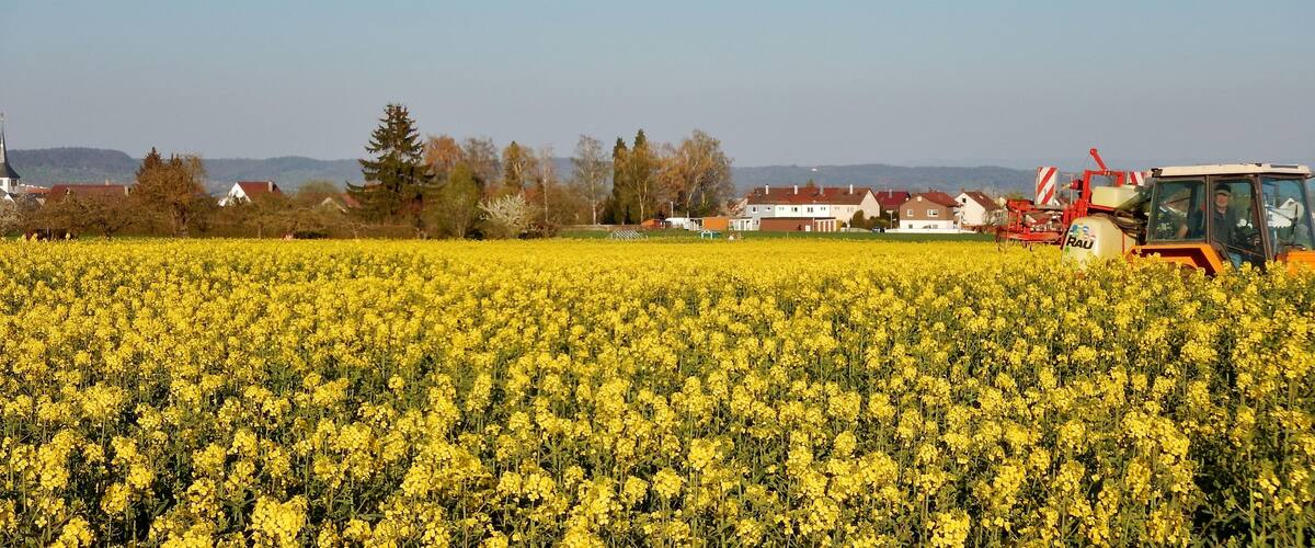 A field of yellow flowers with a tractor in the background.