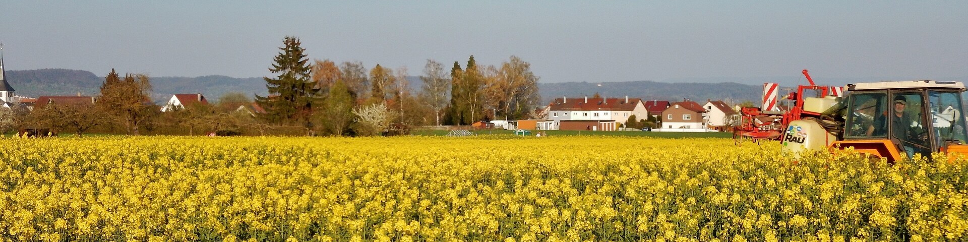 A field of yellow flowers with a tractor in the background.