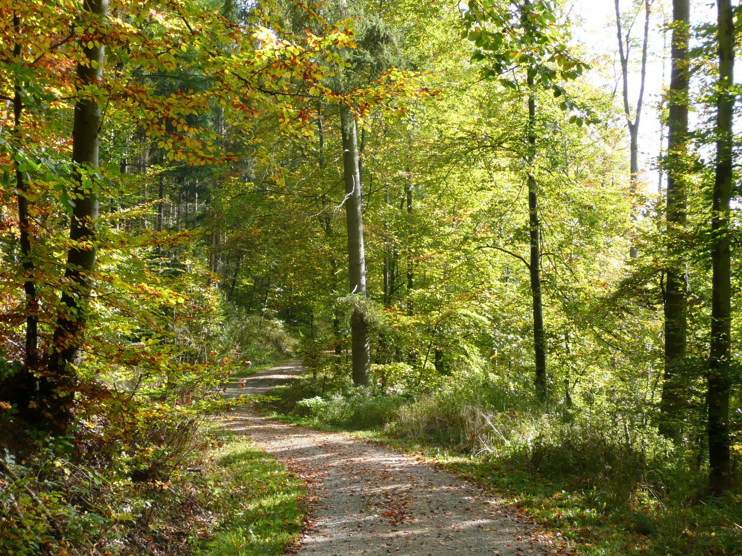 A forest path surrounded by trees with autumn foliage.