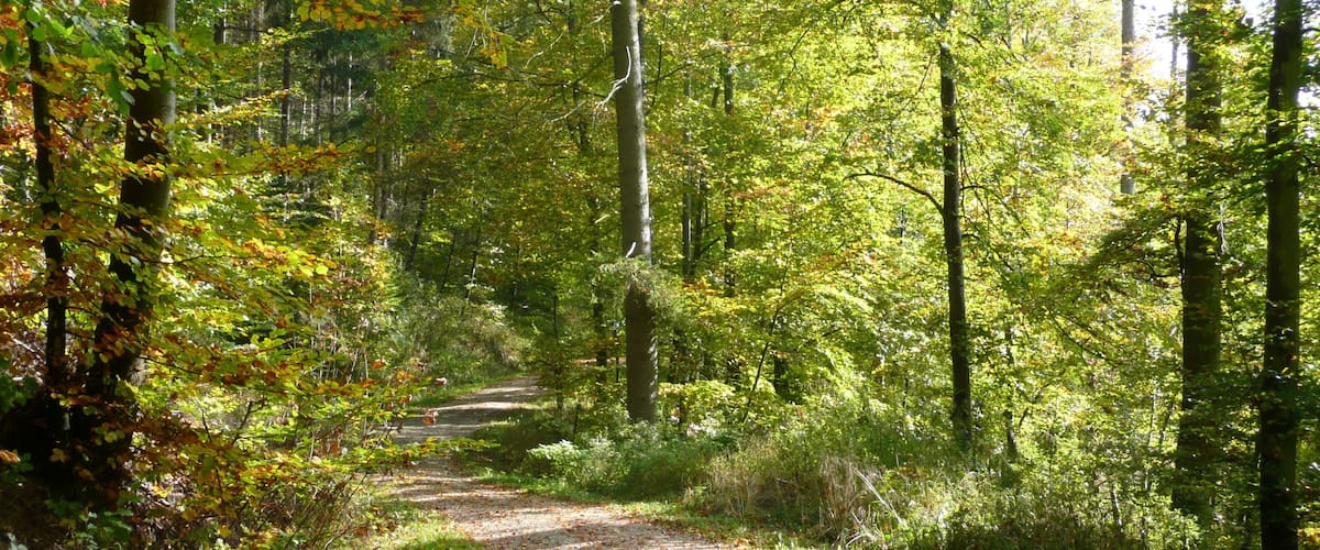 A forest path surrounded by trees with autumn foliage.