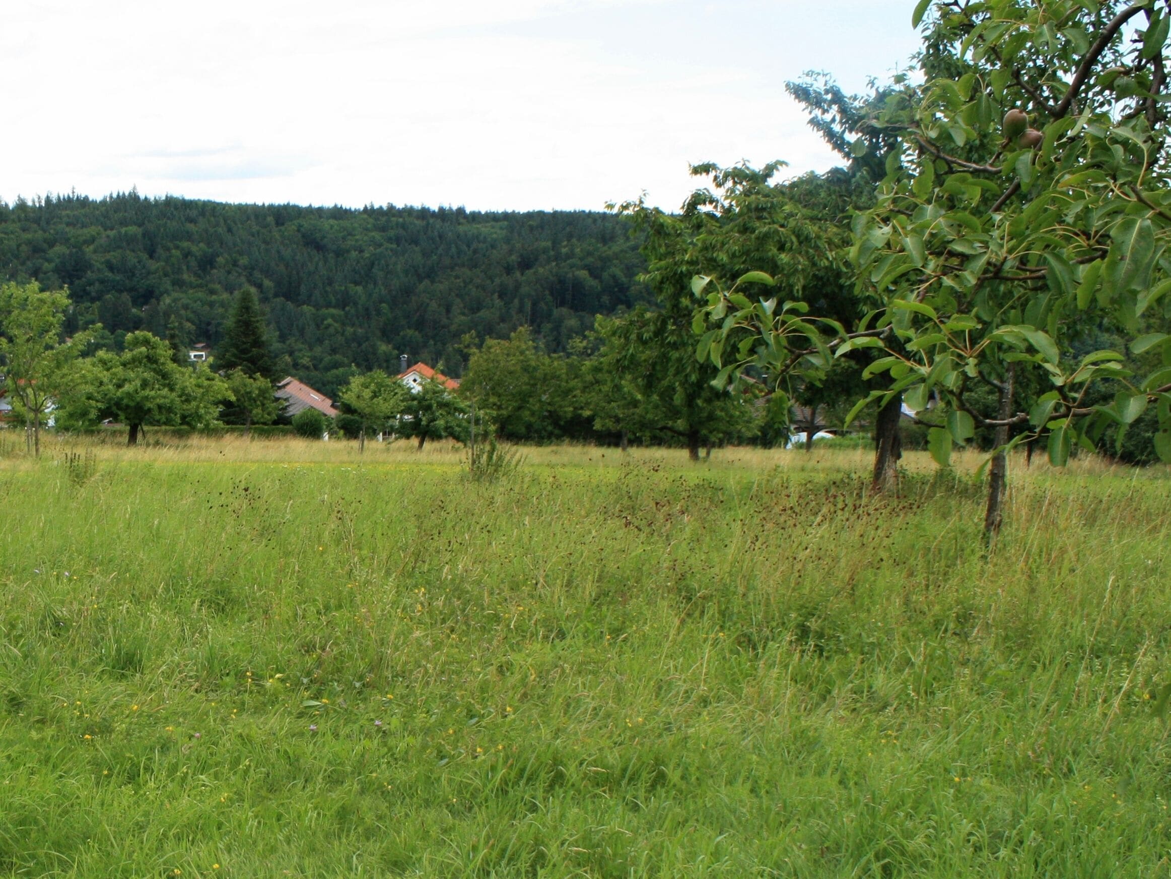 A grassy field with scattered trees and a forested hill in the background.