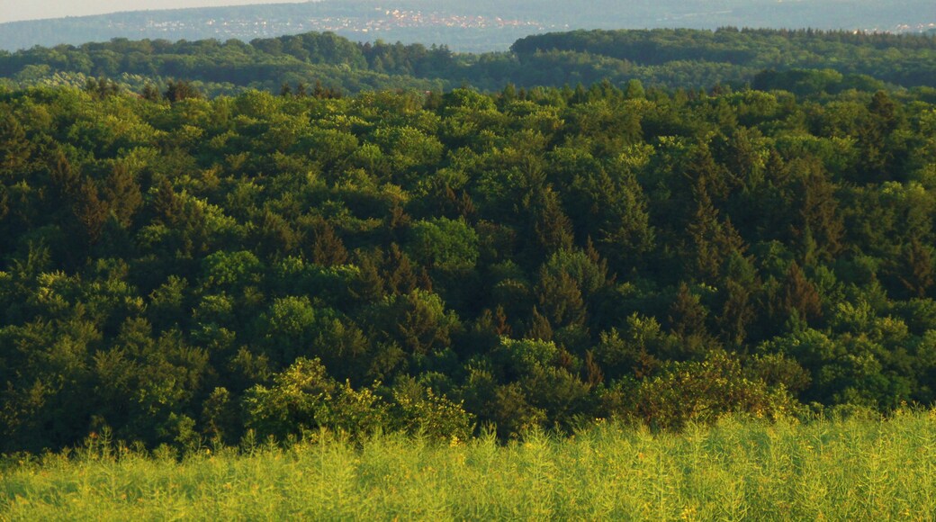 Black Forest From Kreichgau