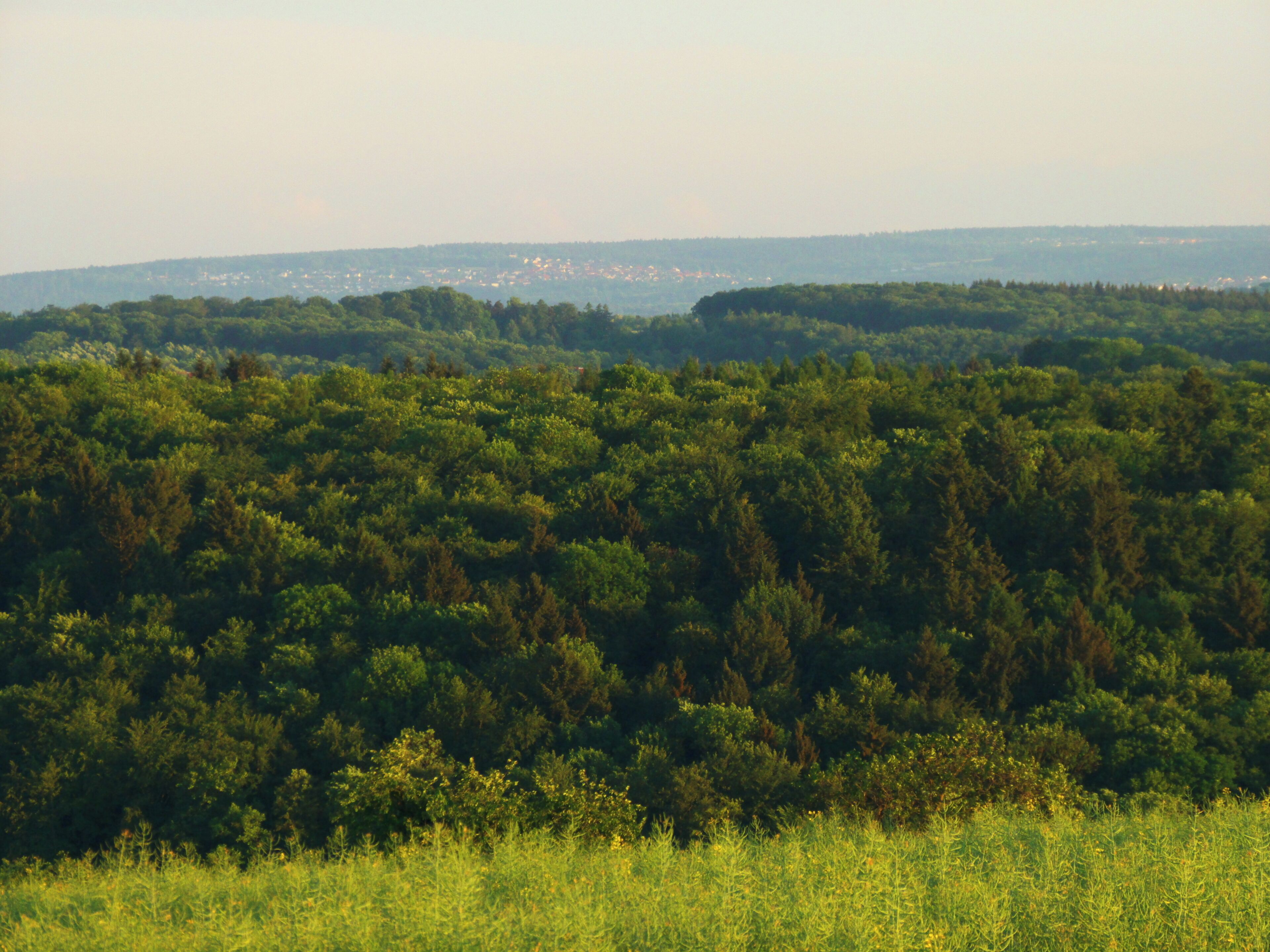 A dense forest with a distant view of a town.