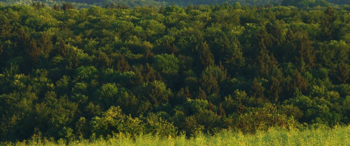 A dense forest with a distant view of a town.