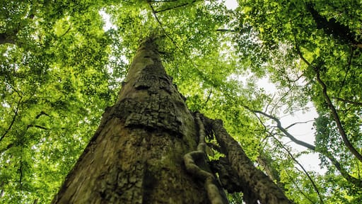 (NSG:BW-2.031)_Greifenberg