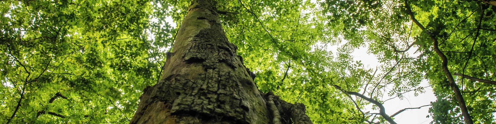 (NSG:BW-2.031)_Greifenberg