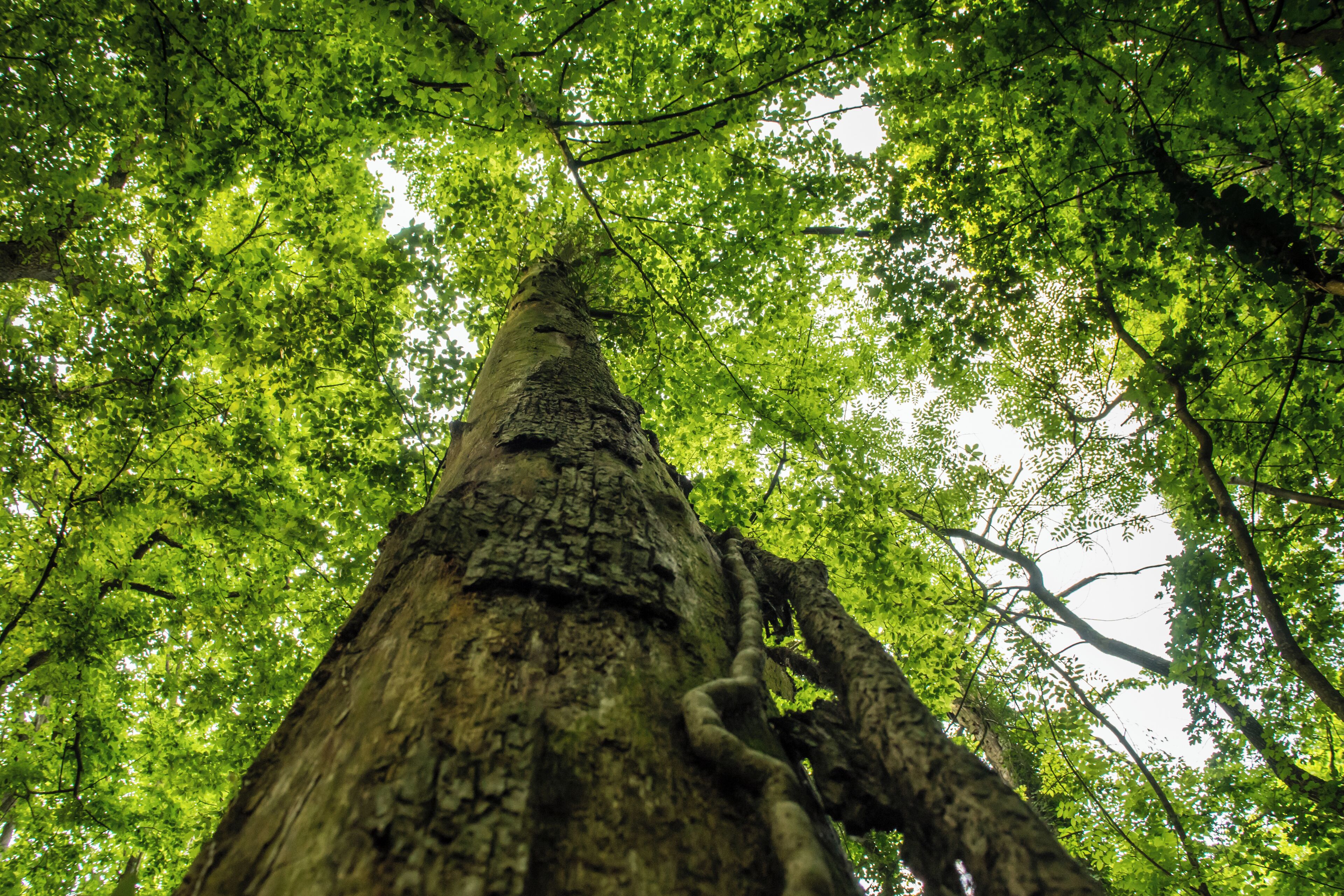 A tall tree with a thick trunk and dense green foliage.