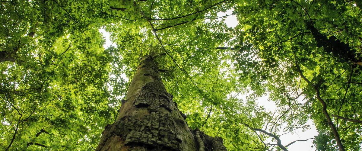 A tall tree with a thick trunk and dense green foliage.