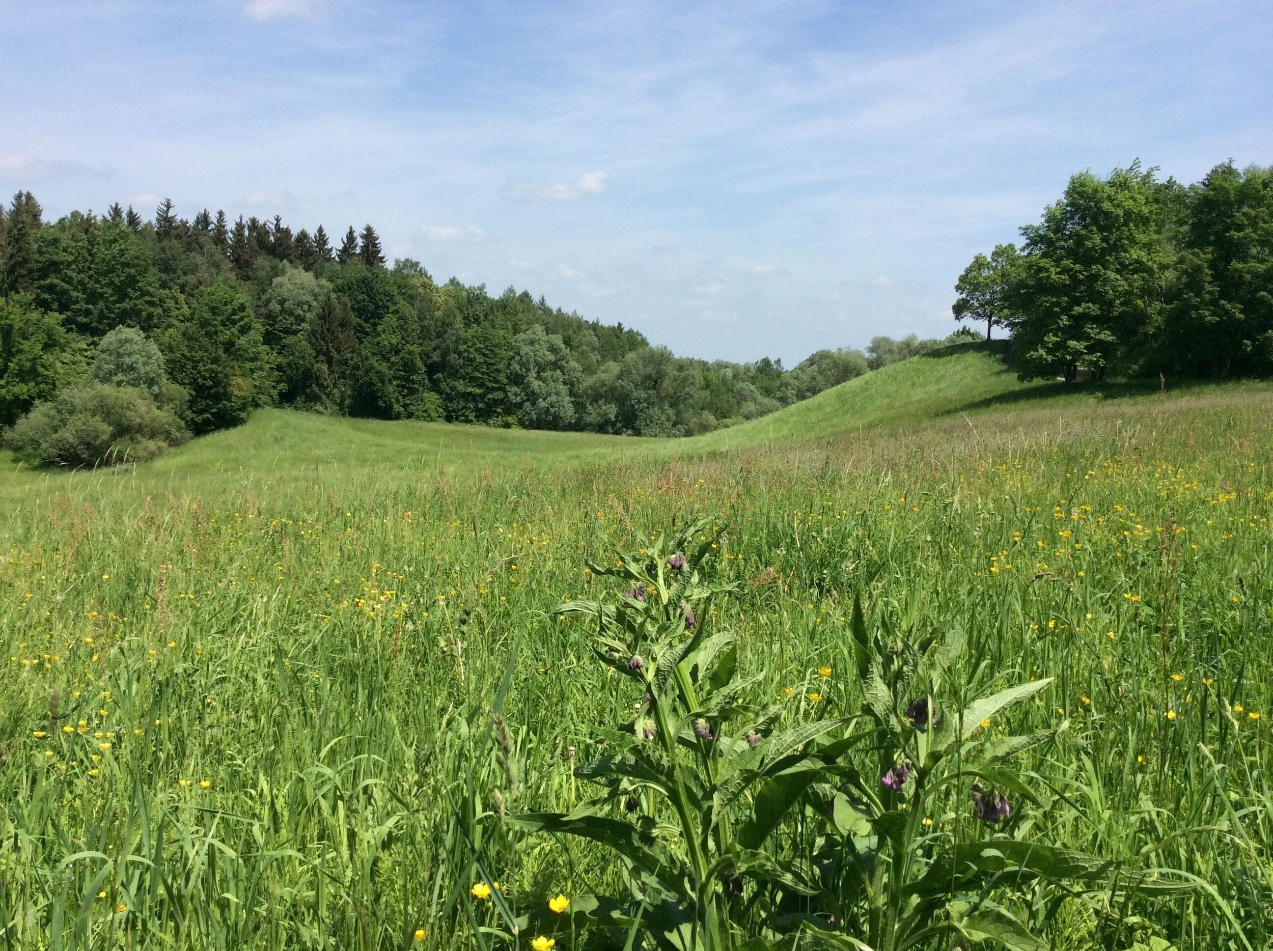 Geotop 162R001 im Westen Münchens, bis 540 m hohe eiszeitliche Schotterablagerungen in der Münchner Schotterebene und fruchtbarer Löss, satte Wiesen, Niedermoor umringt von Wald