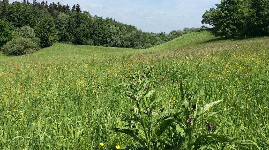 Geotop 162R001 im Westen Münchens, bis 540 m hohe eiszeitliche Schotterablagerungen in der Münchner Schotterebene und fruchtbarer Löss, satte Wiesen, Niedermoor umringt von Wald