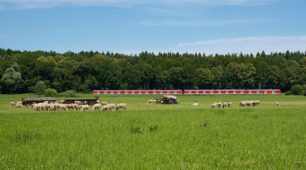 Ländliche Impression auf einer Weide südlich der Aubinger Lohe am westlichen Münchner Stadtrand