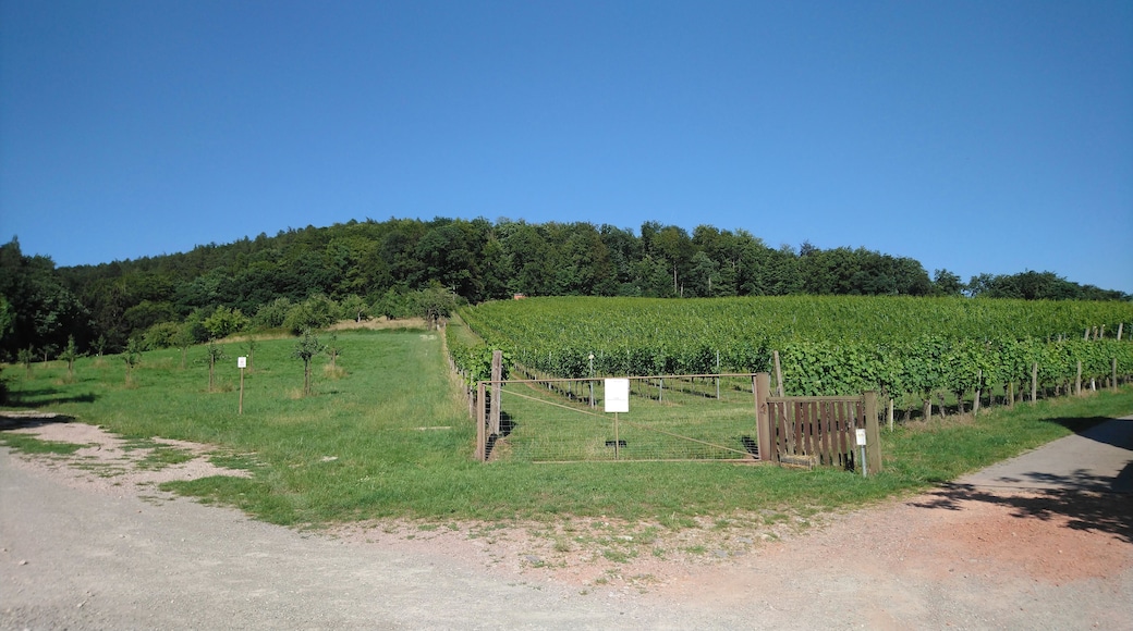 Der Weinberg Aloisengarten bei Michelbach