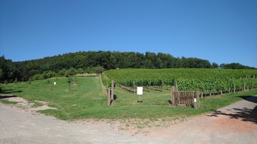 Ein Weinberg mit Reihen von Reben, einem Feldweg und einem Holztor.