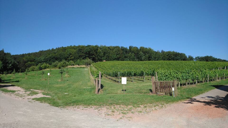 A vineyard with rows of grapevines, a dirt path, and a wooden gate.