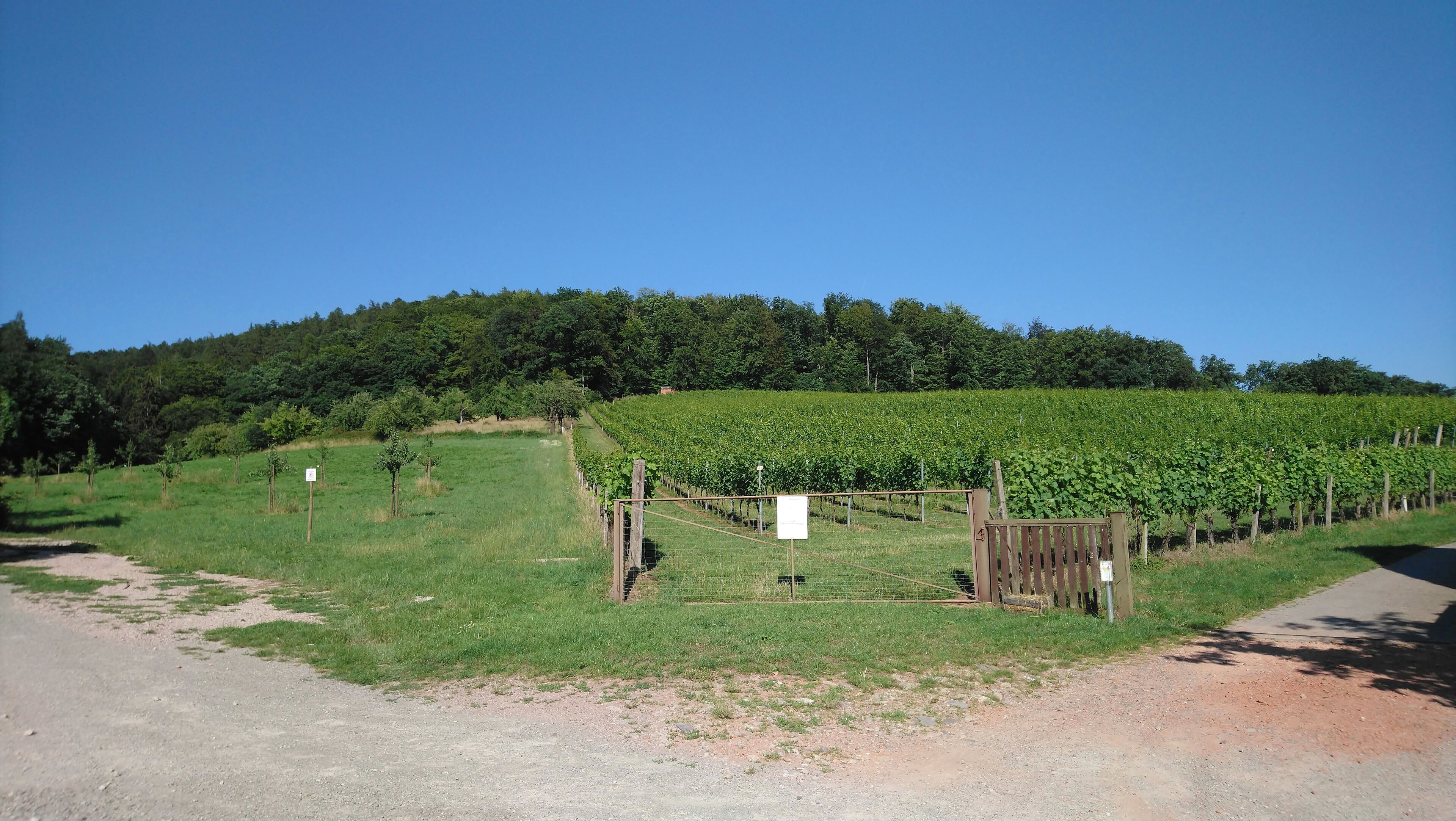 A vineyard with rows of grapevines, a dirt path, and a wooden gate.