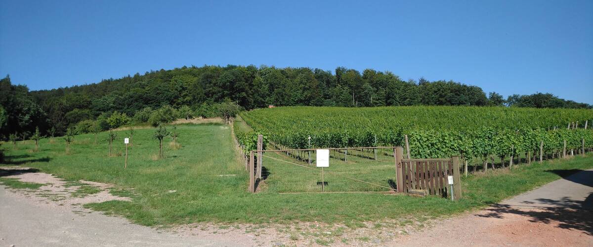 A vineyard with rows of grapevines, a dirt path, and a wooden gate.
