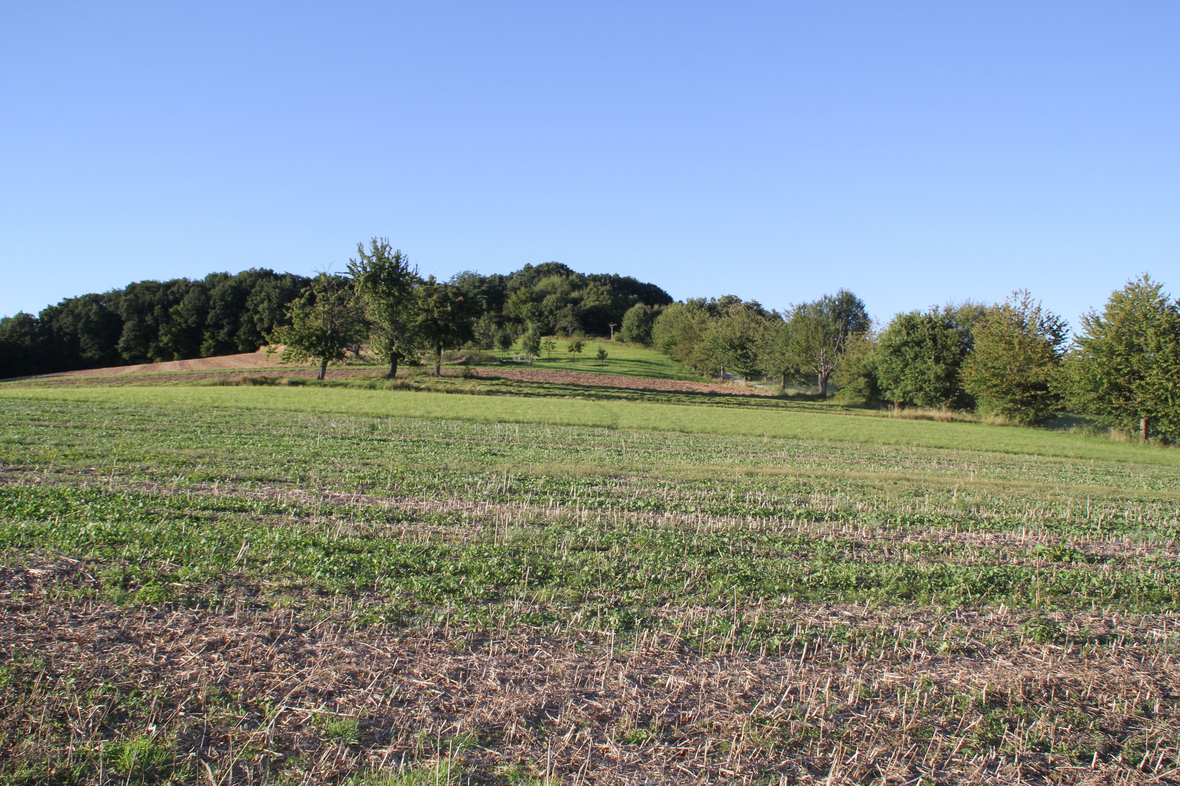 Der Gipfelbereich des Herrenberges bei Niedersteinbach