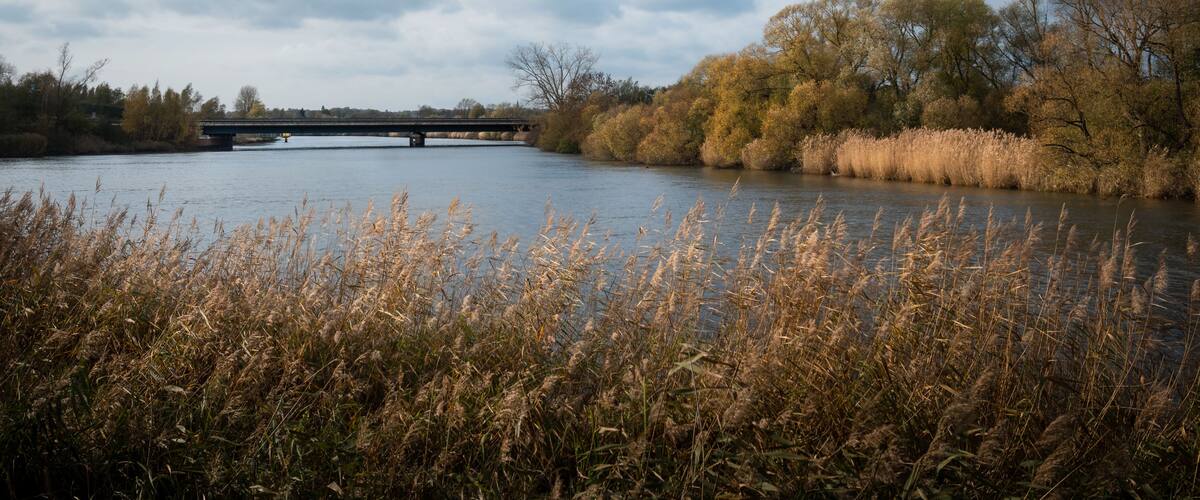 Reeds along Lesum and Wümme river (side rivers of Weser) near Wasserhorst (Bremen) on a dramatic clouded autumn day. Willows, grey clouded sky and water.
