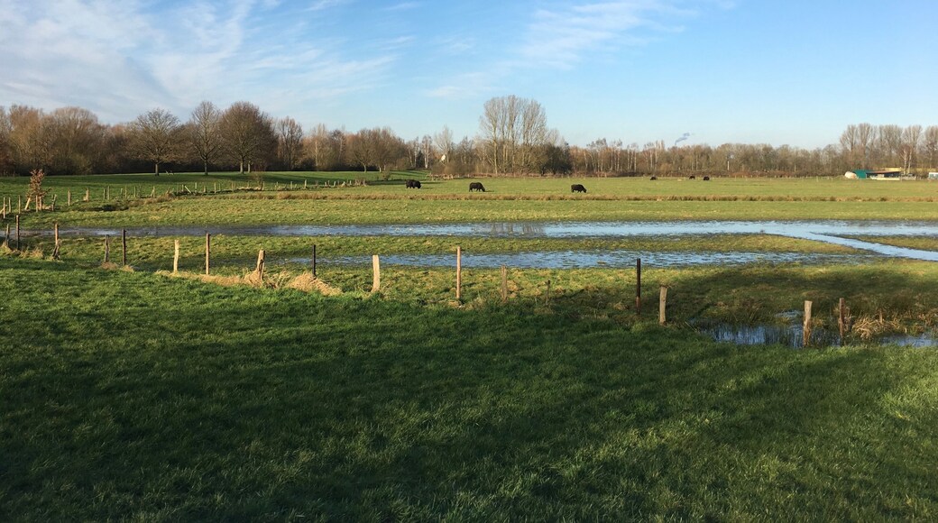 Wiese mit Wasserbüffeln im Park links der Weser in Bremen zwischen den Ortsteilen Huchting und Grolland