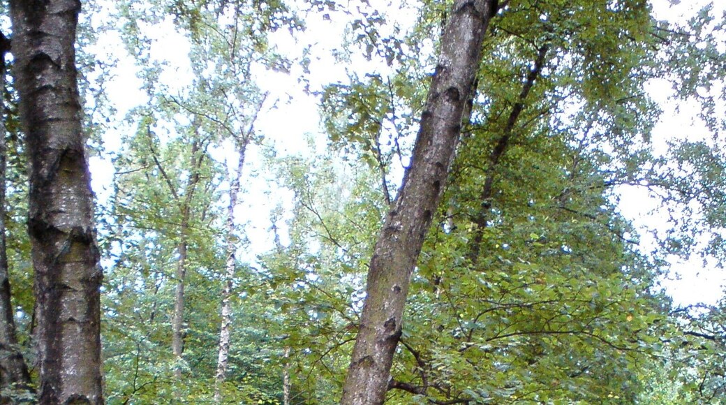 Langenhorn (Hamburg) (Germany): The spring of the Raakmoorgraben