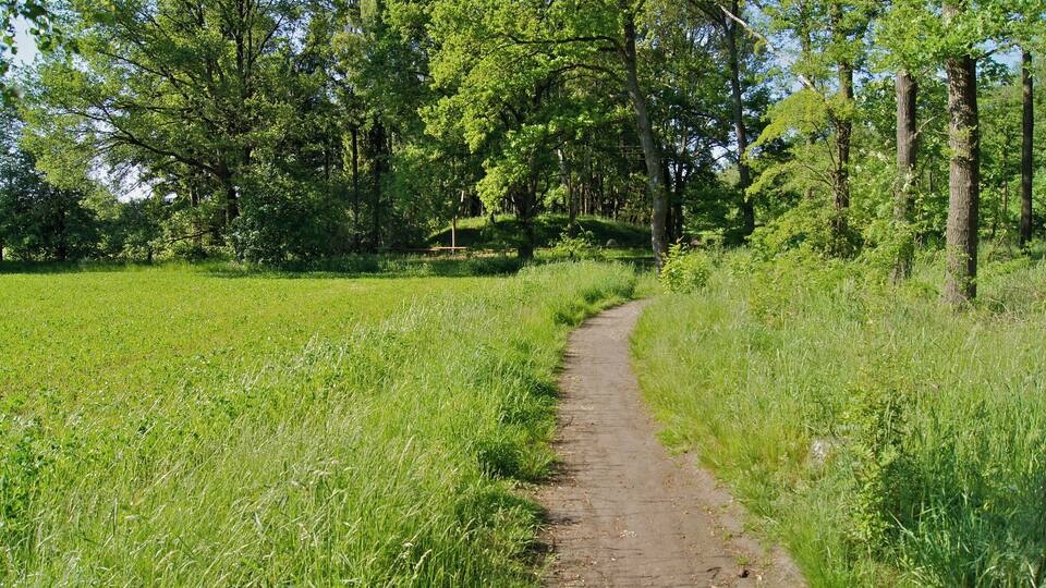 A dirt path winding through a lush green field surrounded by trees.