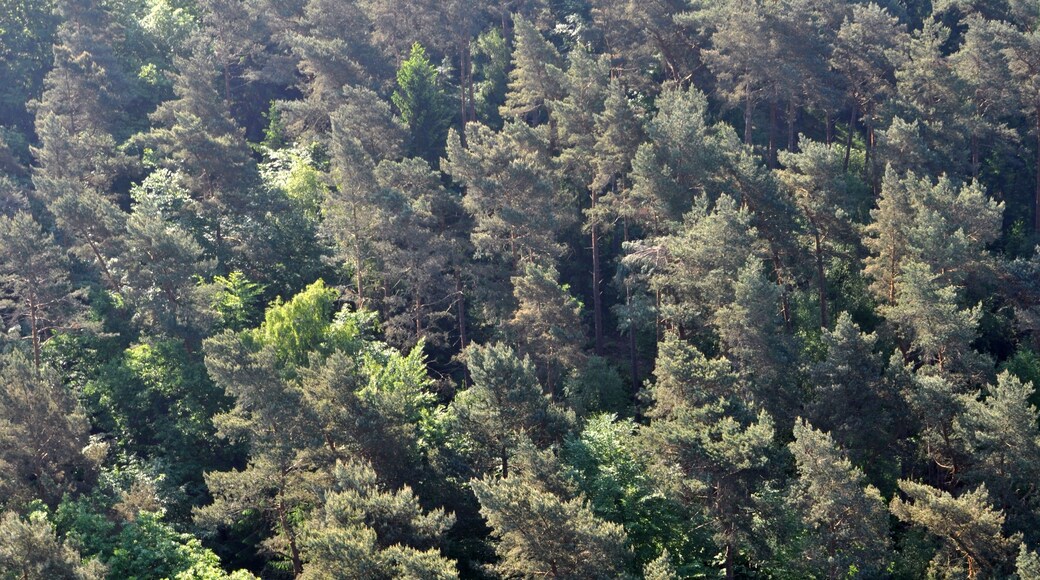 Staatsforst Hamburg in Hamburg-Eißendorf.