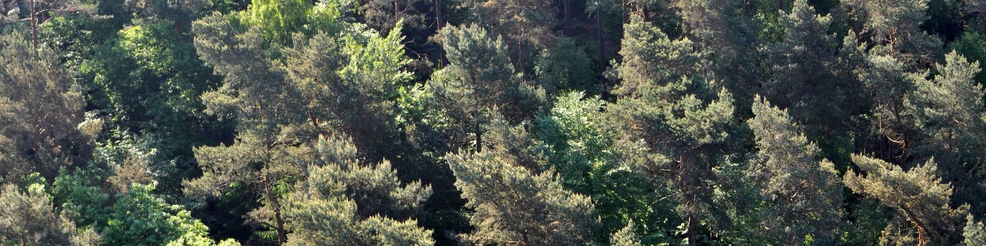 Staatsforst Hamburg in Hamburg-Eißendorf.