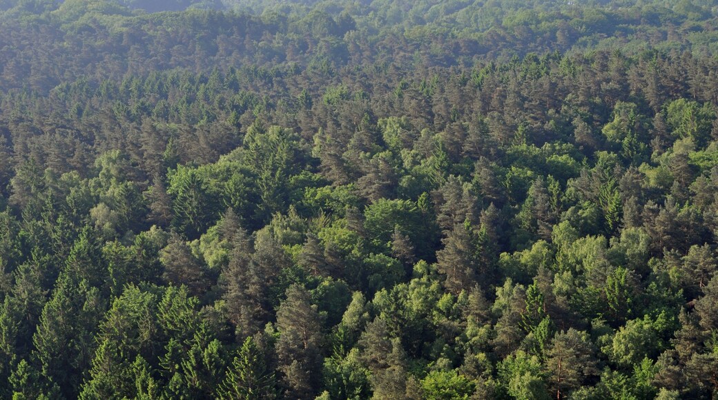 Staatsforst Hamburg in Hamburg-Eißendorf.