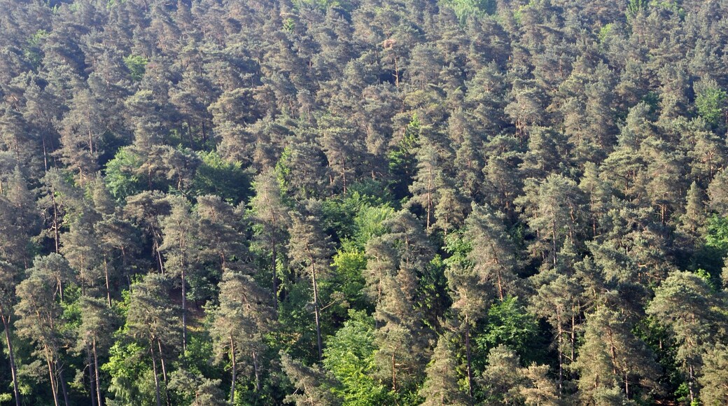 Staatsforst Hamburg in Hamburg-Eißendorf.