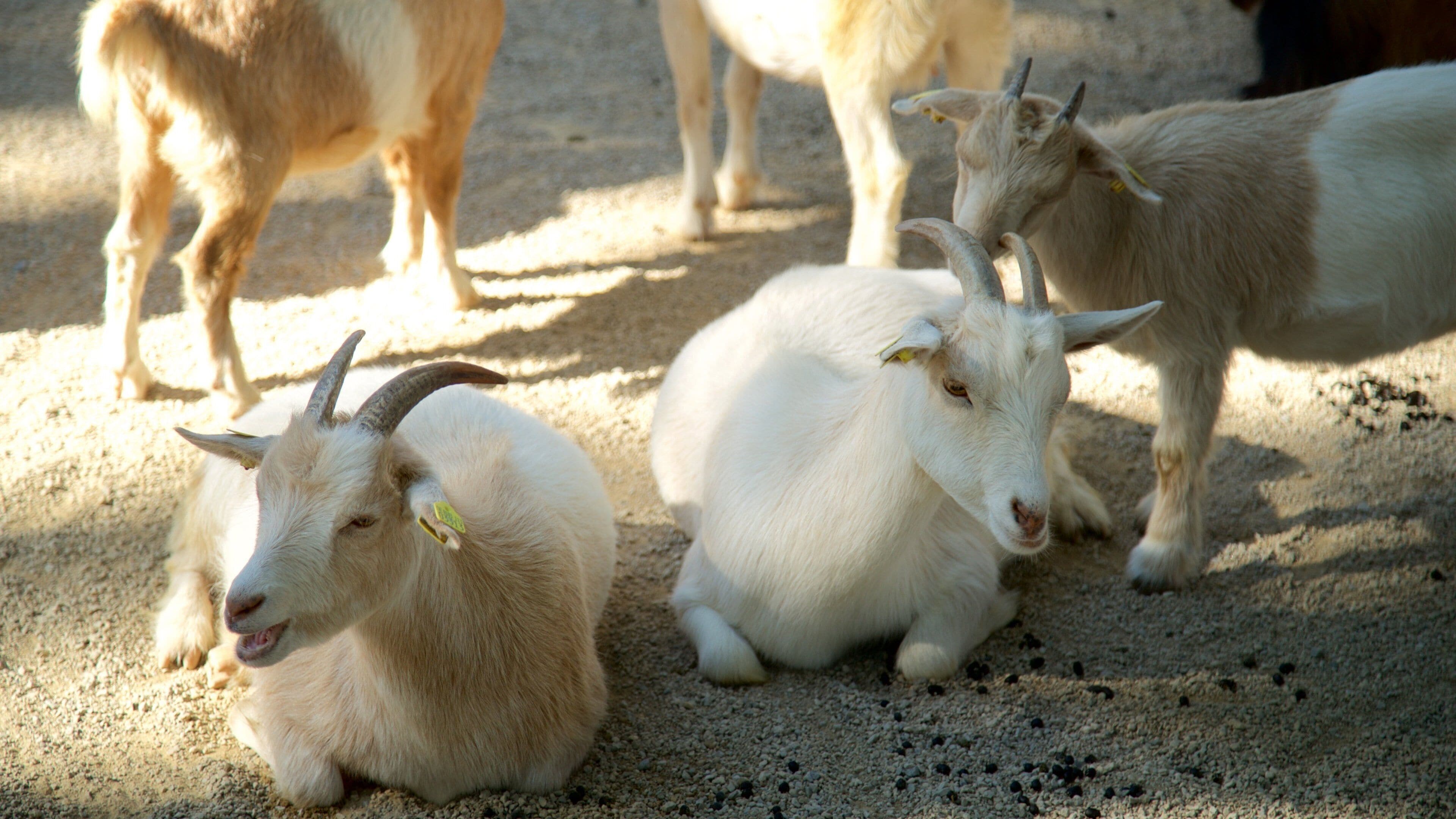 Zoo showing cuddly or friendly animals and land animals