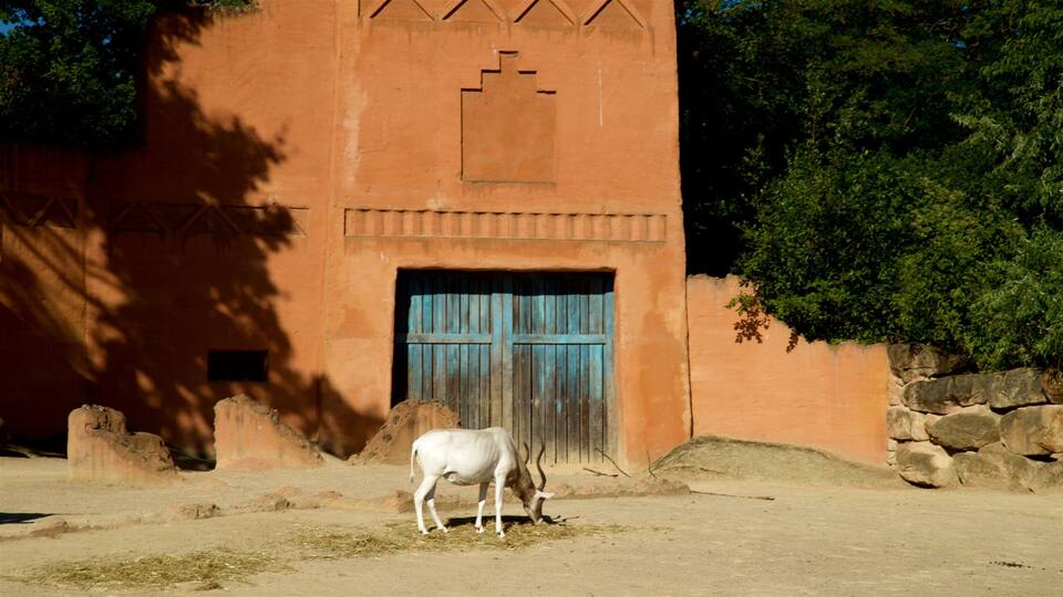 Zoo featuring land animals