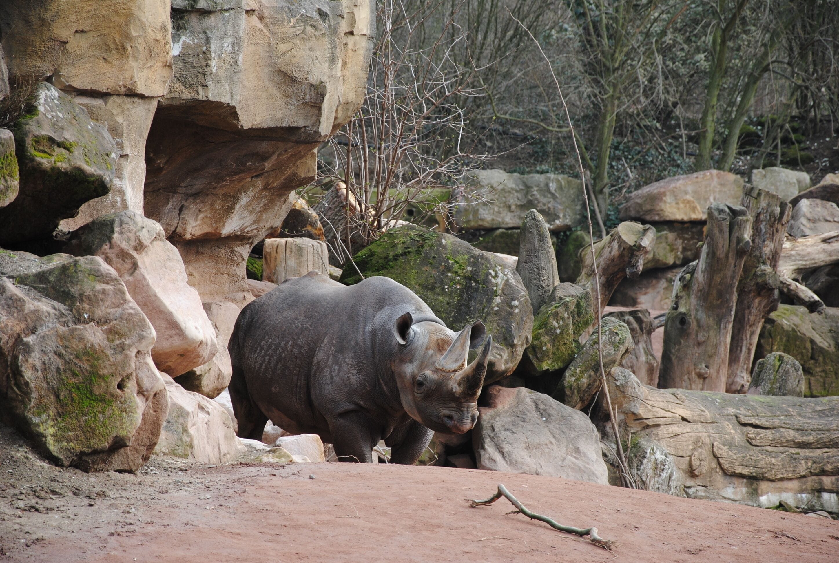 A rhinoceros in a rocky enclosure with large boulders and trees in the background.