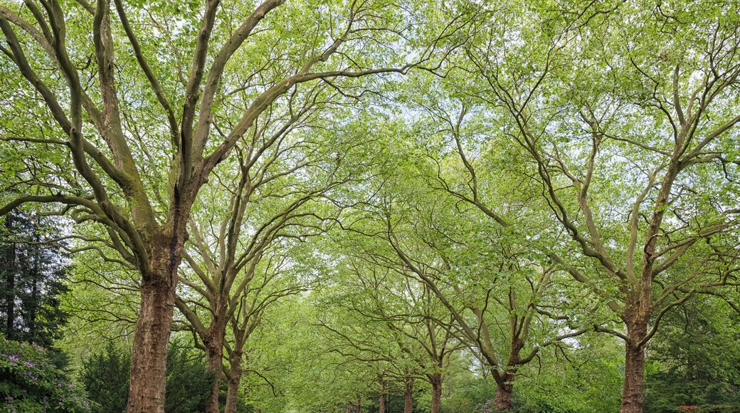 Plane tree esplanade at the historic city cemetery (Stadtfriedhof) in Göttingen, Germany.