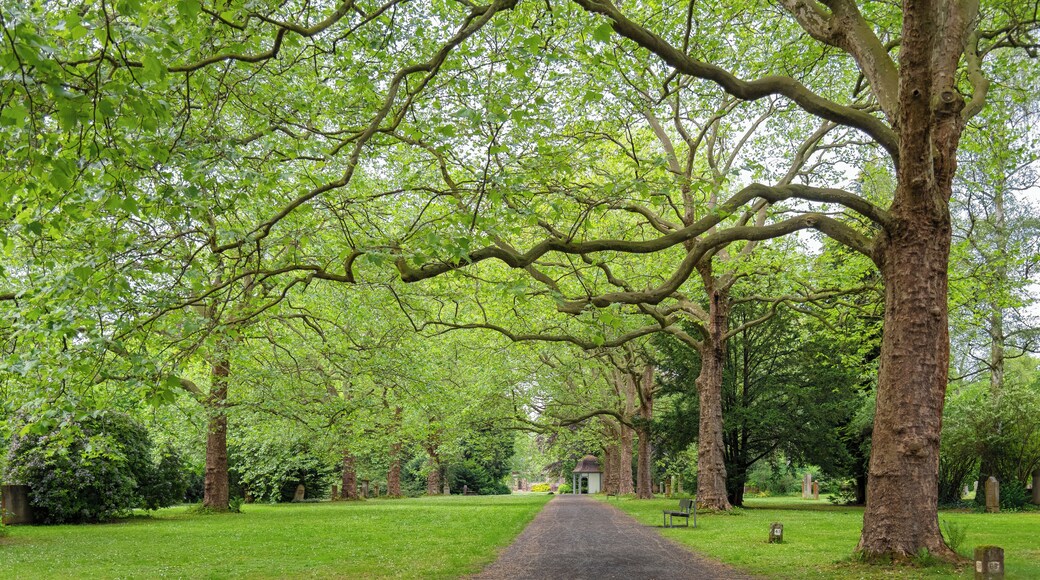 Plane tree esplanade at the historic city cemetery (Stadtfriedhof) in Göttingen, Germany.