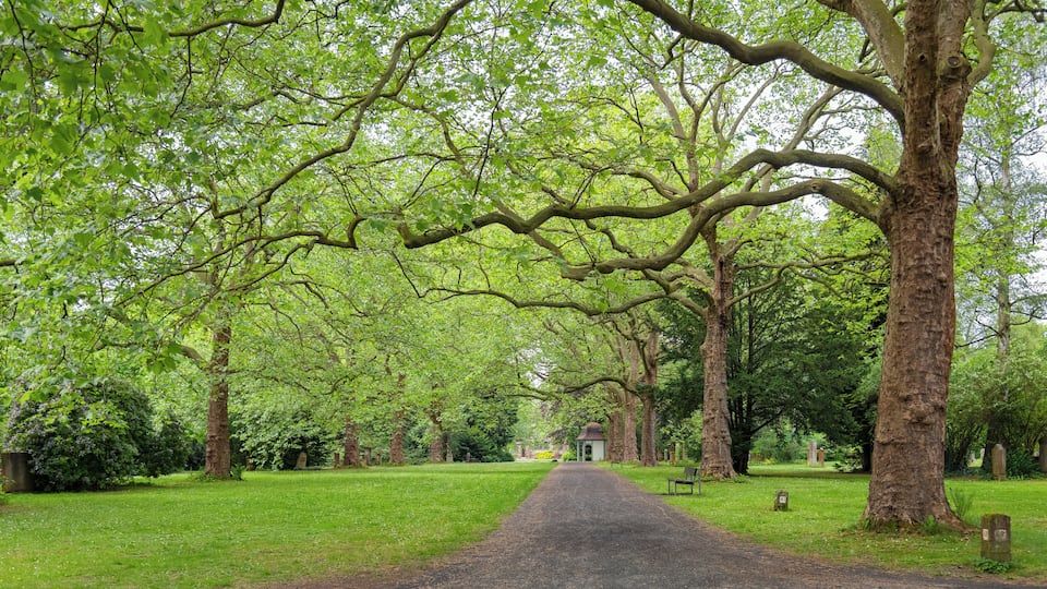 A tree-lined pathway in a park with a gazebo in the distance.