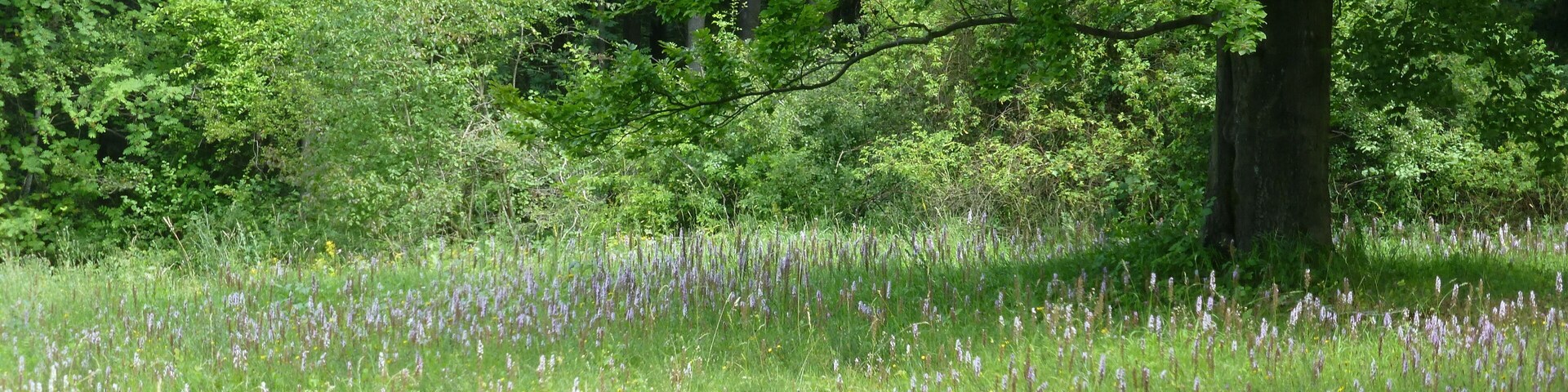 Orchidee(n) auf dem Kerstlingeröder Feld bei Göttingen, Südniedersachsen