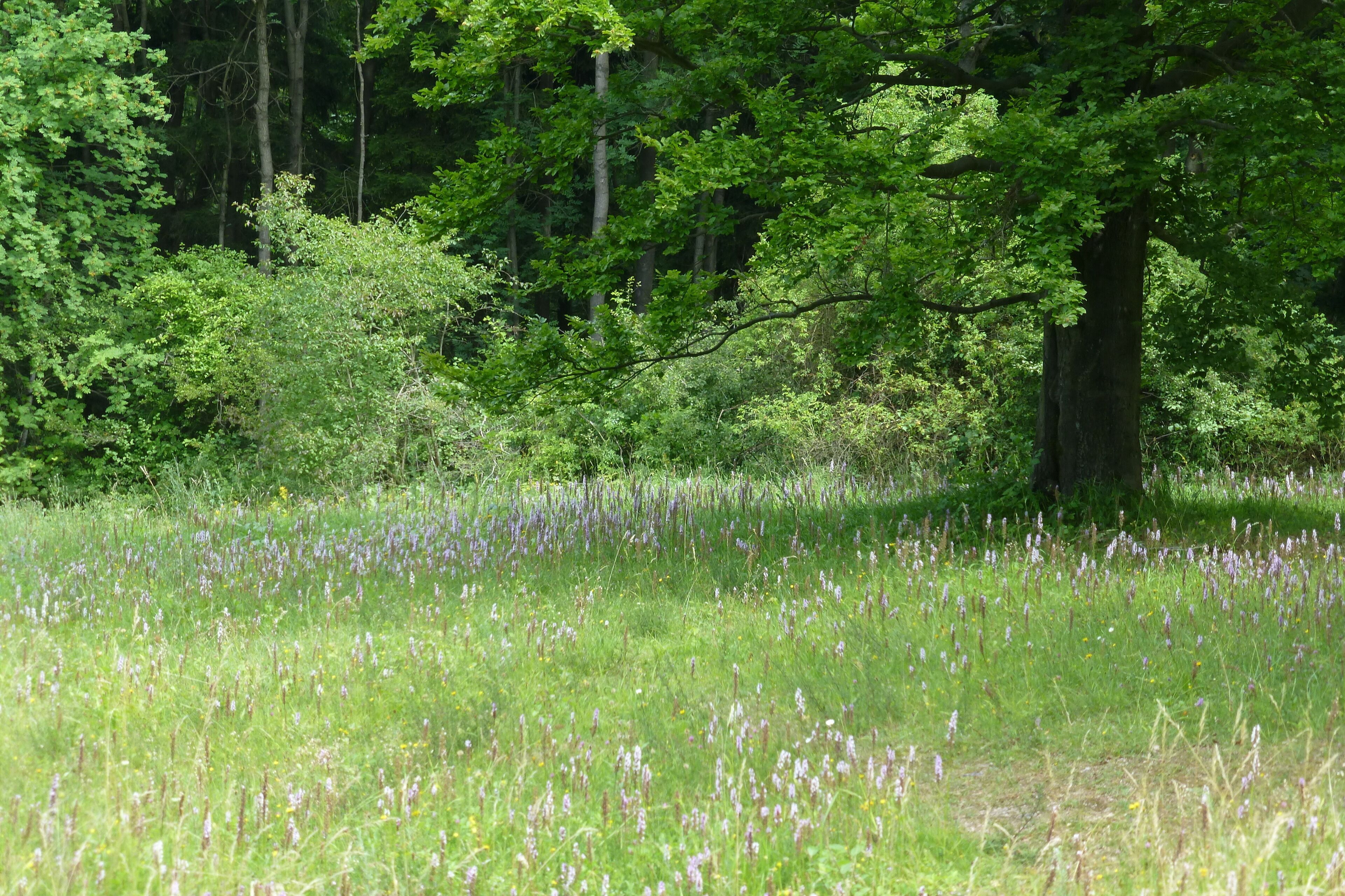A meadow with purple flowers and tall trees.